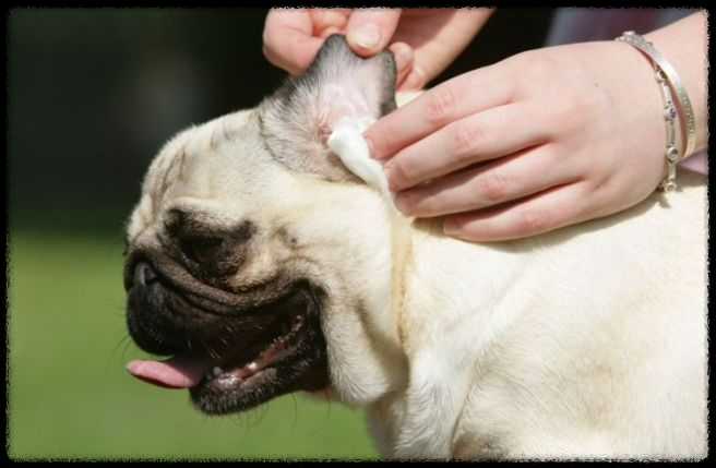 강아지 귓병: 원인, 증상, 관리법