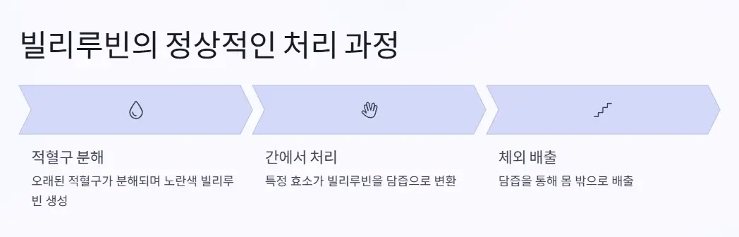 빌리루빈 처리 과정
