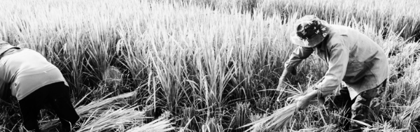 농업 직불금 지급시기: 유형