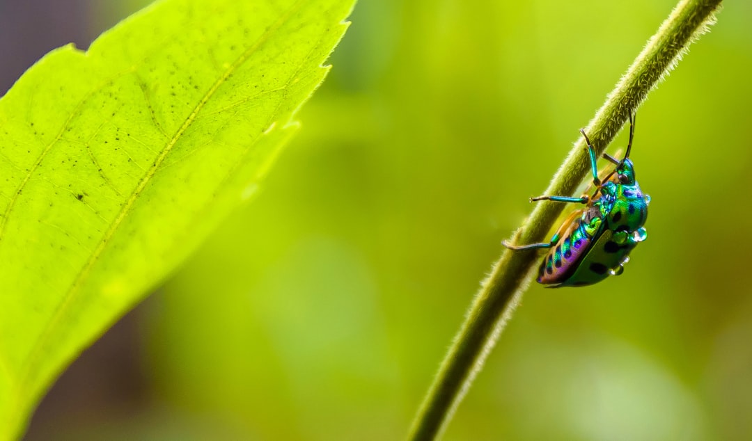 Insect