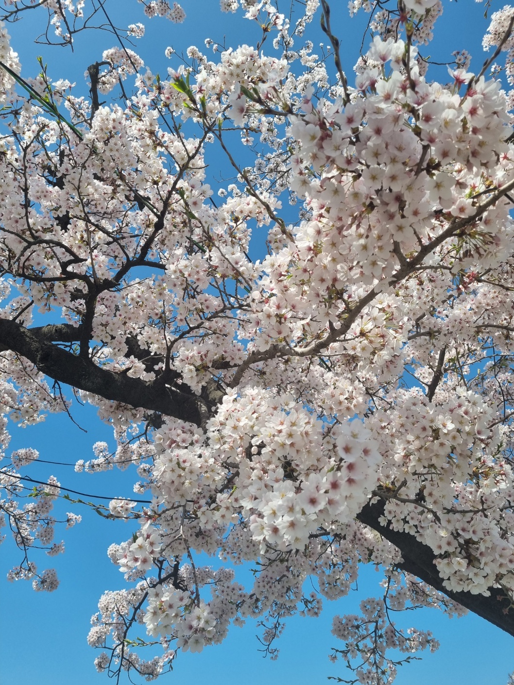 강릉 경포 벚꽃 축제