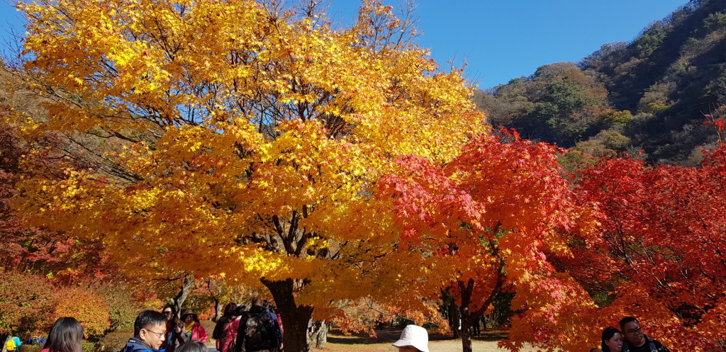 출처 : 충일산악회