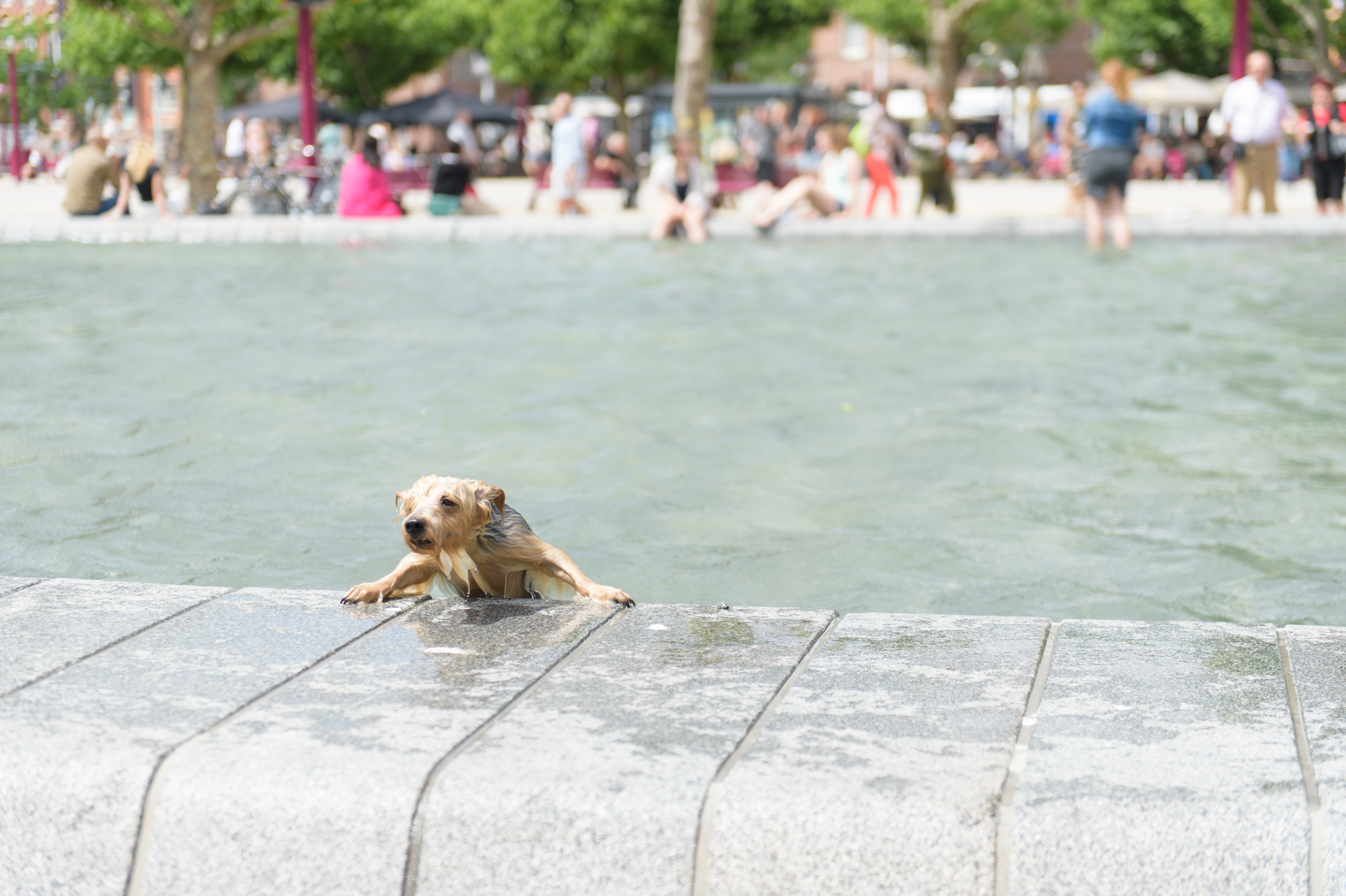 강아지 수영 알려주기 사진