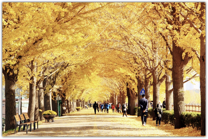 아산 곡교천 은행나무길