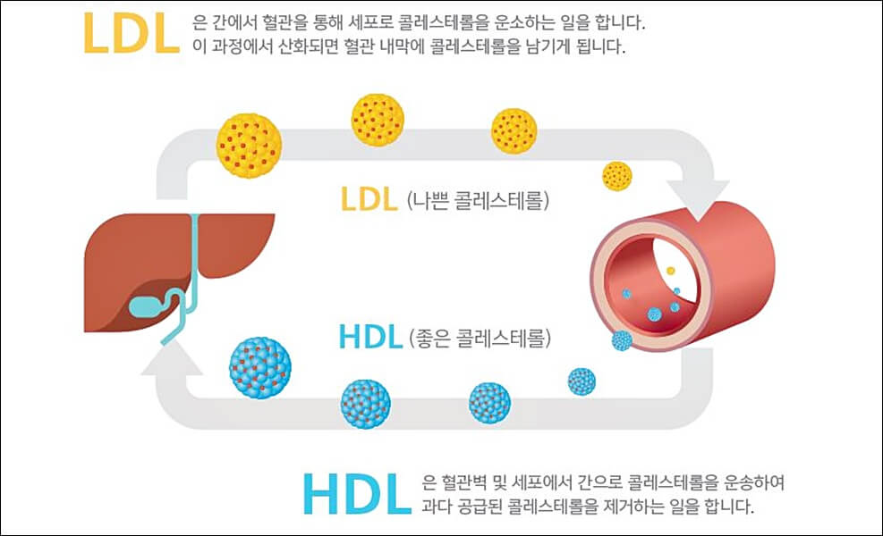 폴리코사놀 효능 부작용 총정리