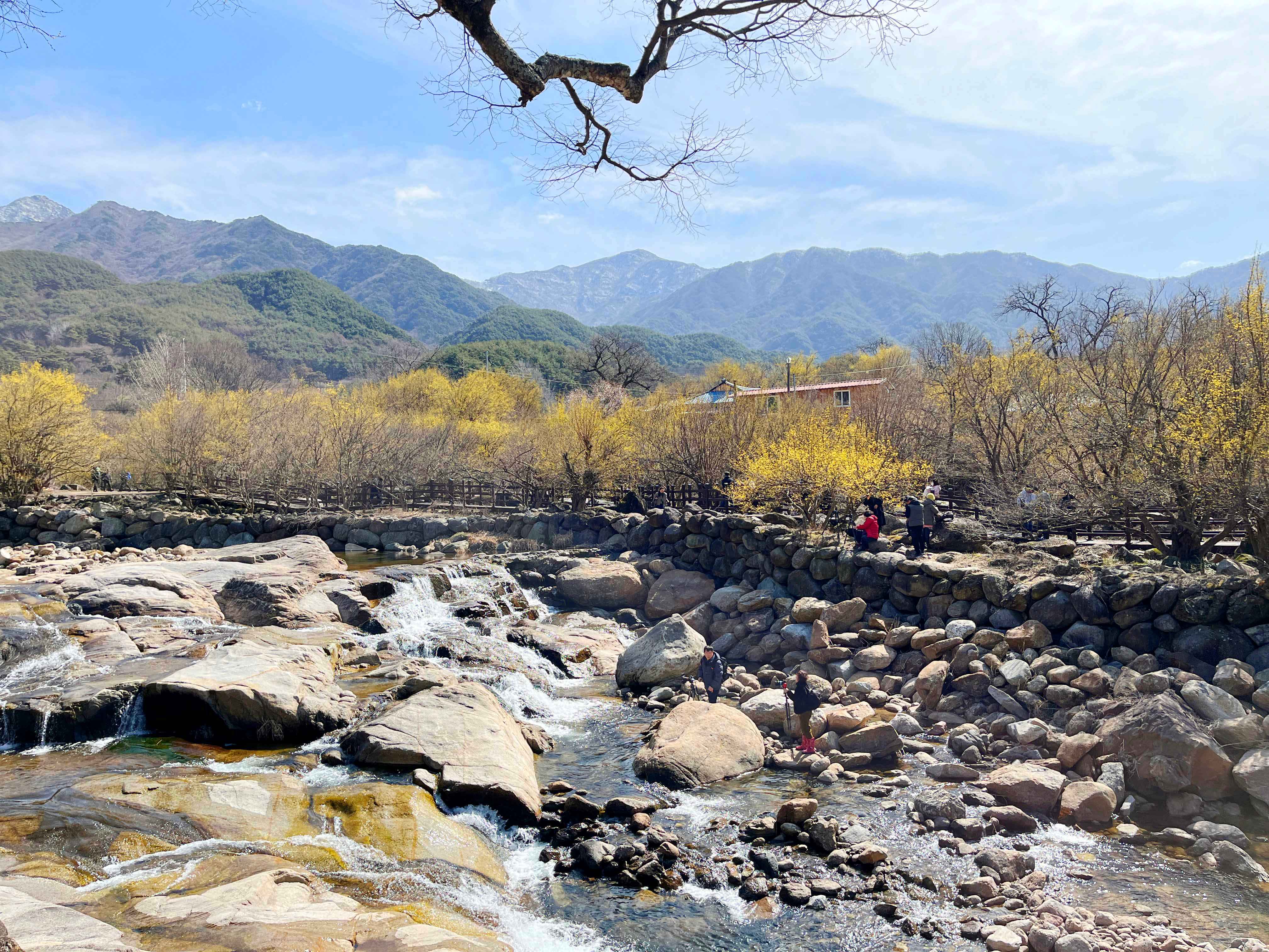 구례 산수유마을 반곡마을