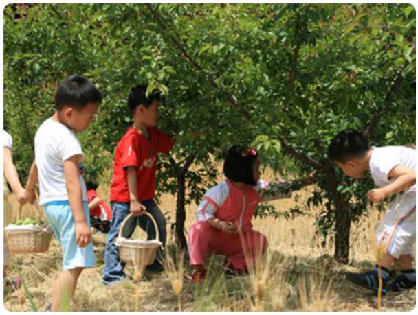 휴애리 수국축제