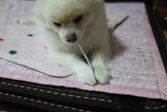 노령견 신부전2기 자연식 화식 레시피 건강식_29