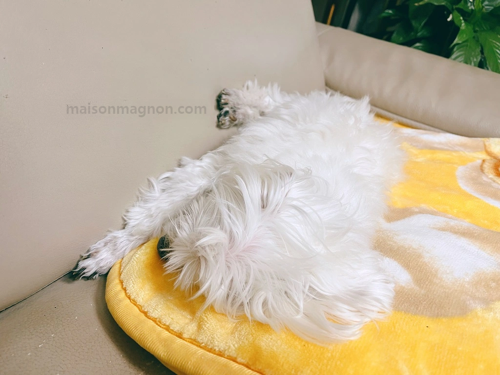 언제나-잘-자는-똘망이