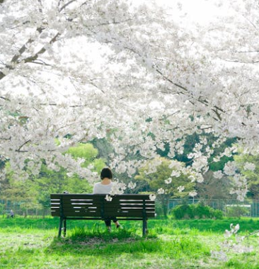 25년 벚꽃 개화시기 전국 일정