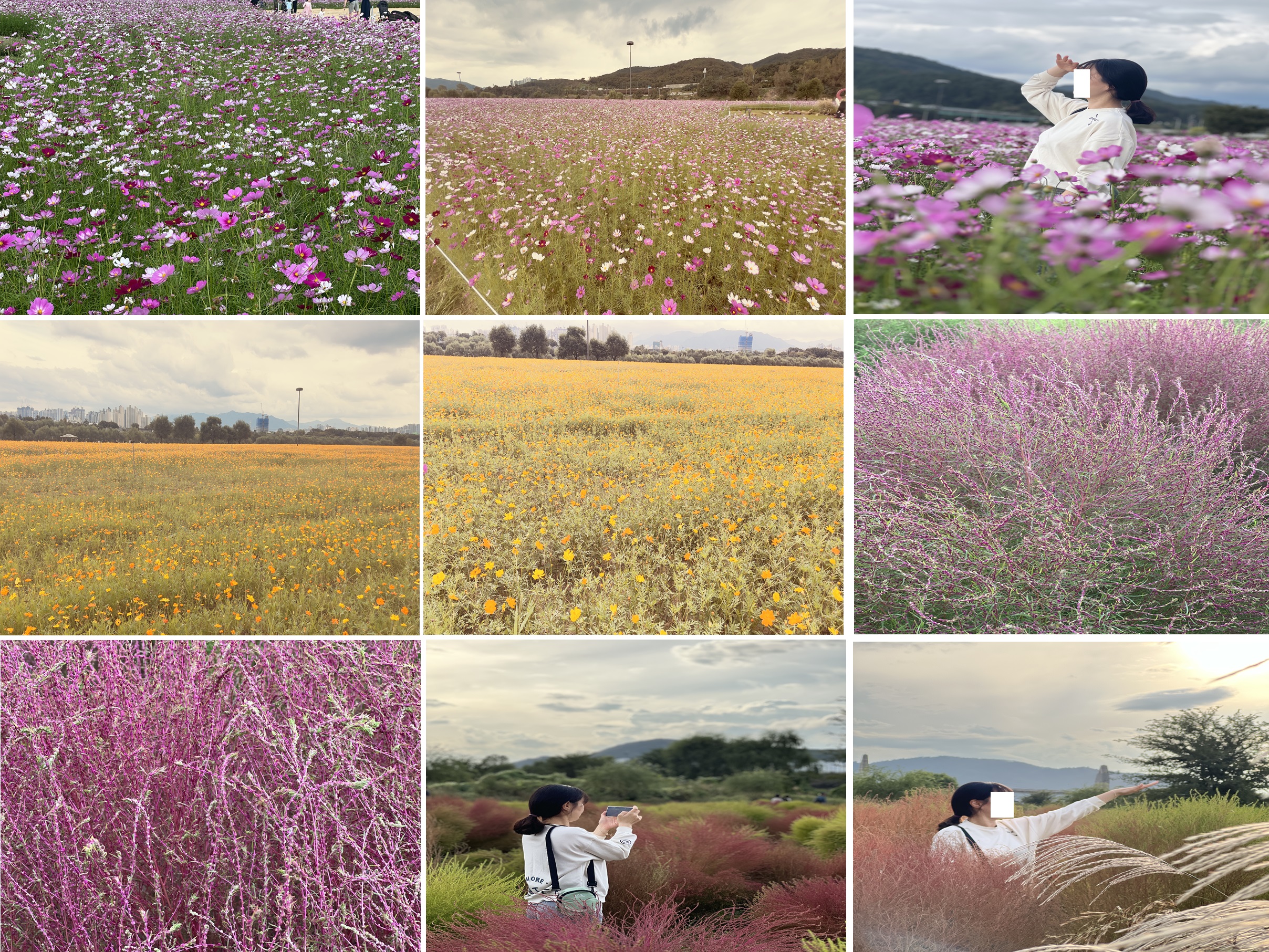 황하-코스모스와-토종-코스모스-그리고-댑싸리