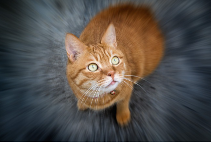 갈색 호랑이 고양이.