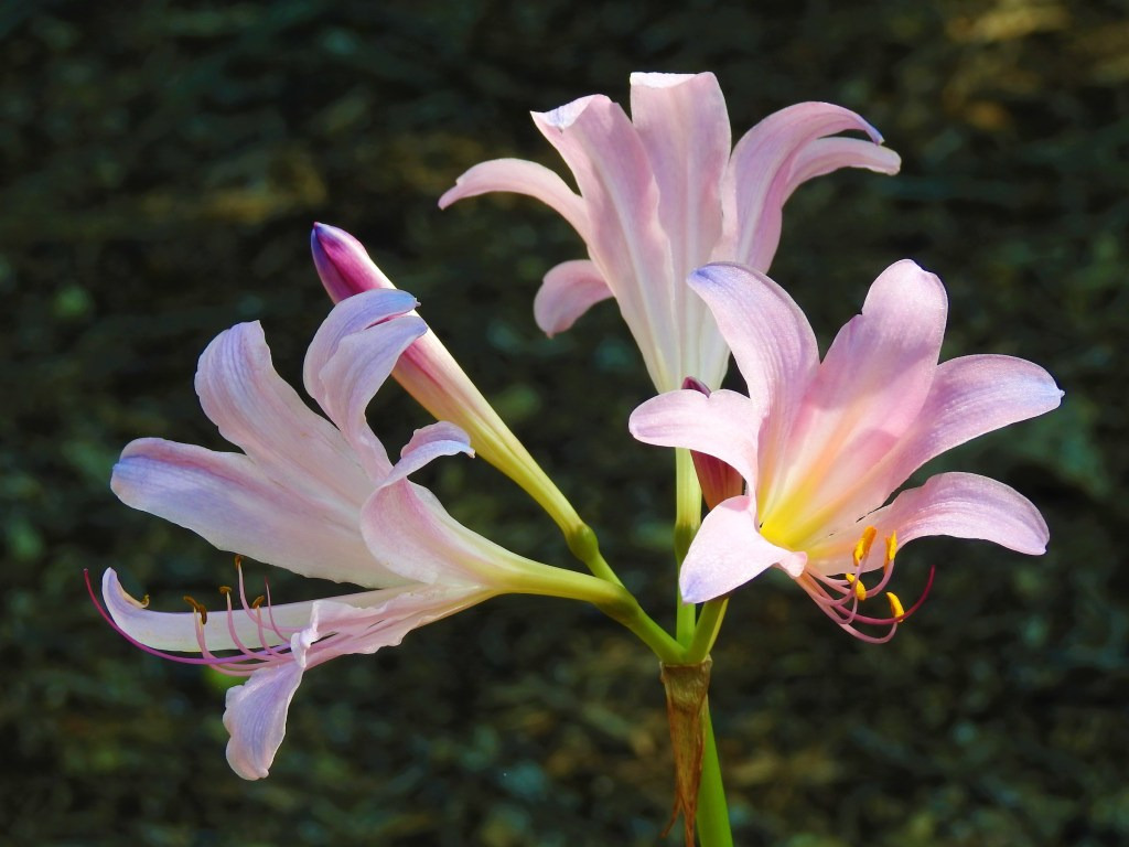 상사화 Lycoris squamigera Maxim. 1855