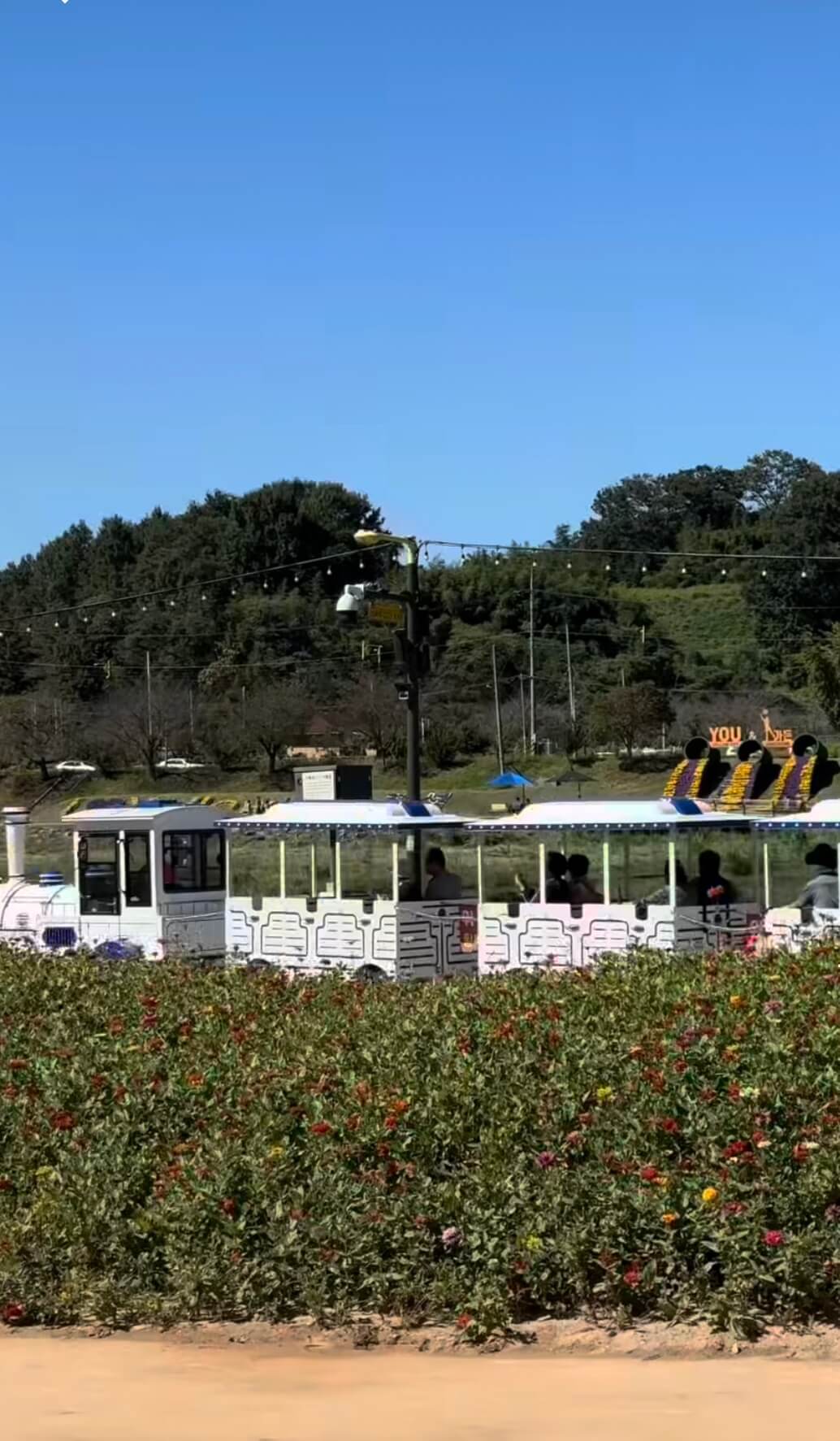 2025 장성 황룡강 꽃축제&amp;#44; 10월 18일(토)~ 10월 26일(일)관련사진