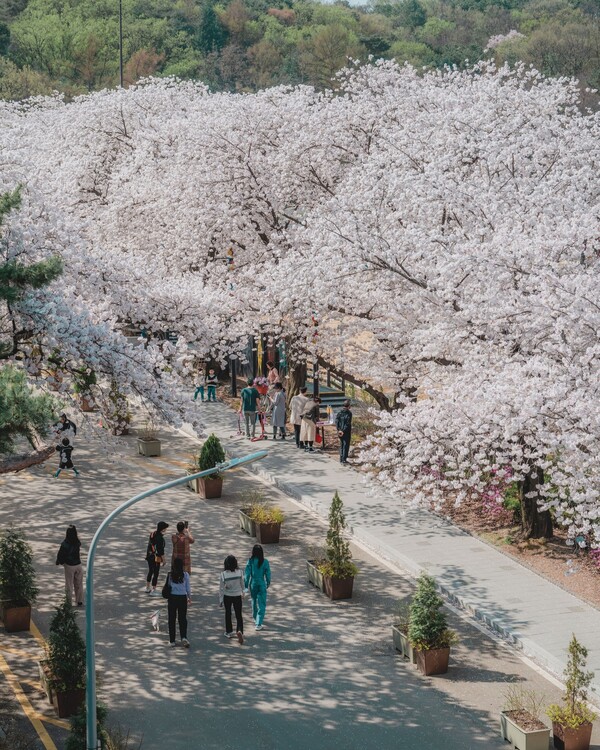 렛츠런파크벚꽃축제