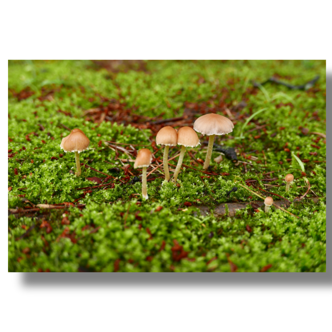 차가버섯과 관련된 사진입니다.