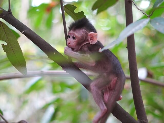 2024년 신년운세 원숭이띠 3월 사람조심,말조심
