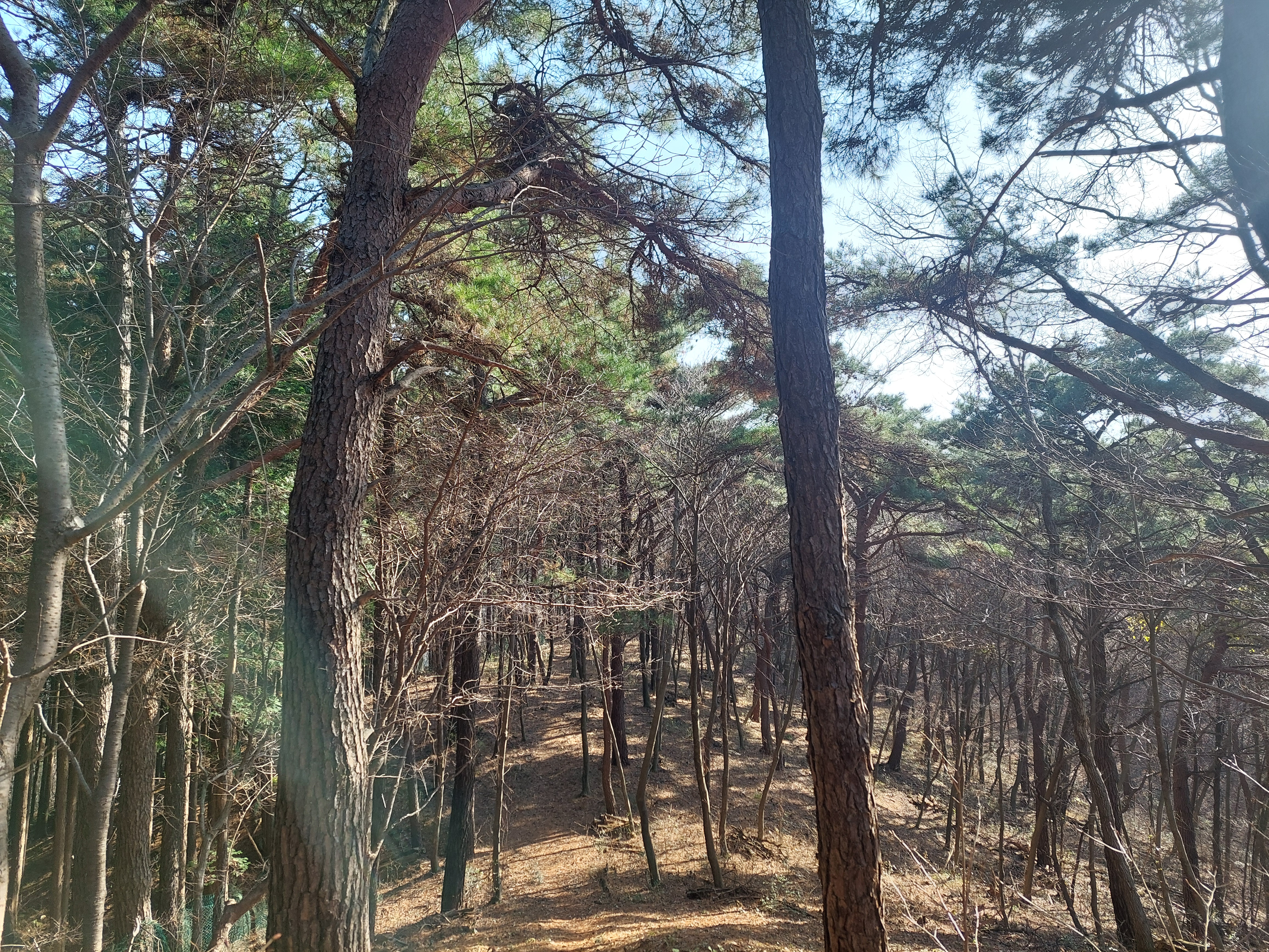 축령산