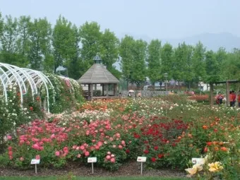오늘이 아니라면 최적의 개화 시기는 언제인지 곡성세계장미축제에서 확인하세요_17