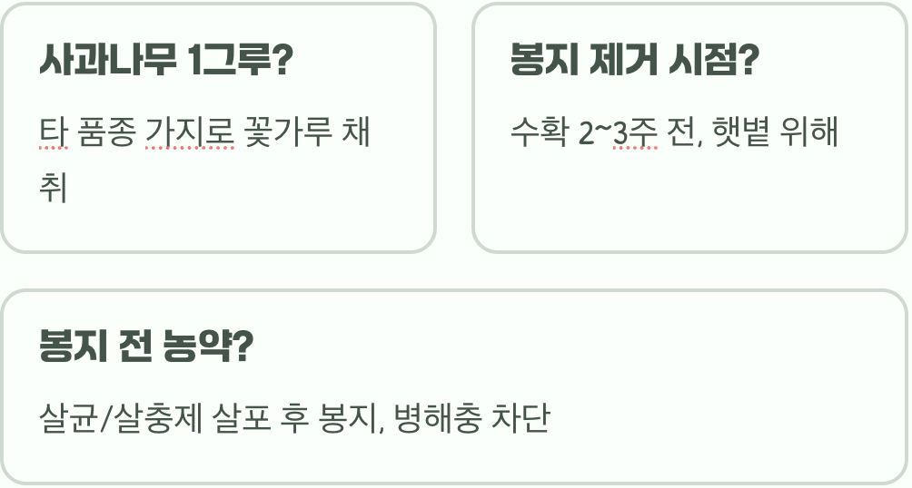 빨갛고 맛있는 사과 수확의 핵심&amp;#44; 사과나무 인공수분과 봉지 씌우기