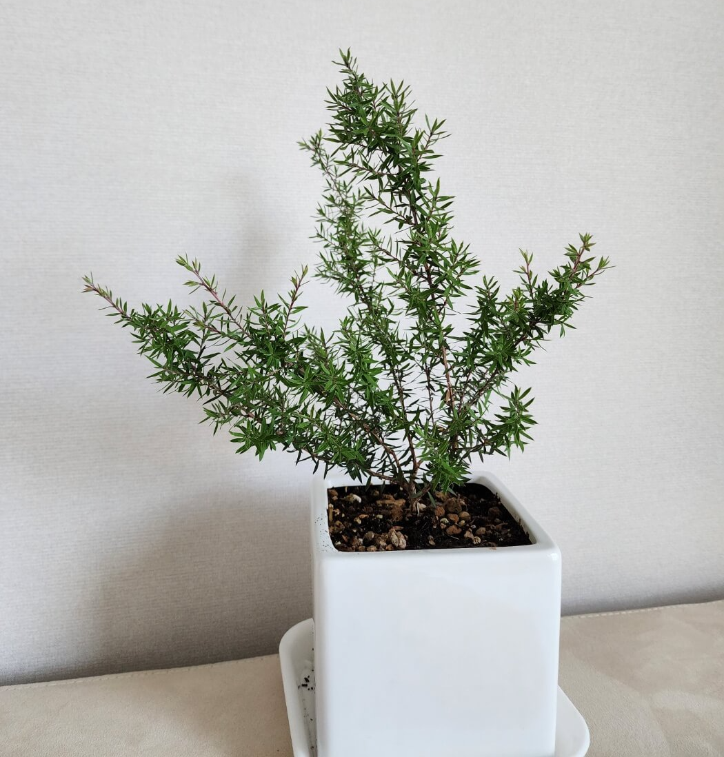 꽃이지고난뒤 성장중인 호주매화