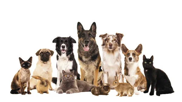 고양이 발정 기간 증상 대처_9