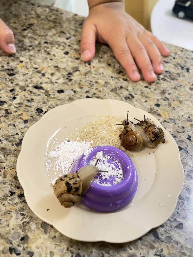 달팽이키우기-달팽이먹이주기,사료와칼슘