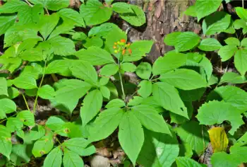 인삼 가격 및 효능, 인삼 먹는법