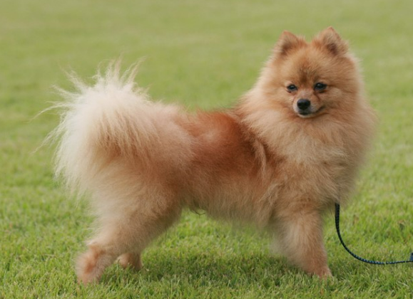 포메라니안