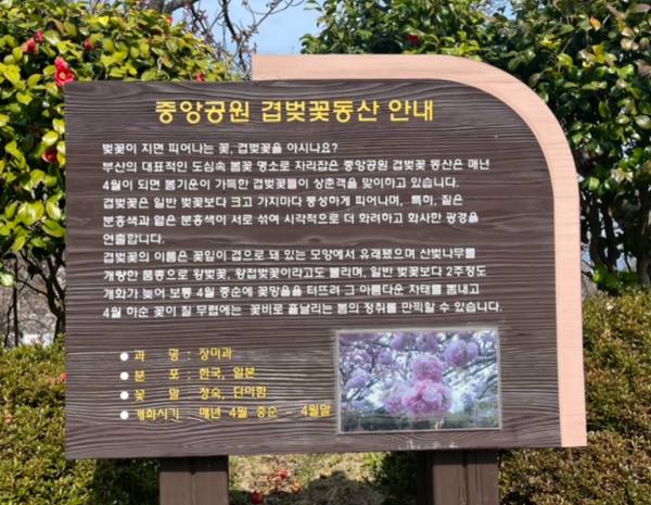 전국-겹벚꽃-명소-부산민주공원-팻말