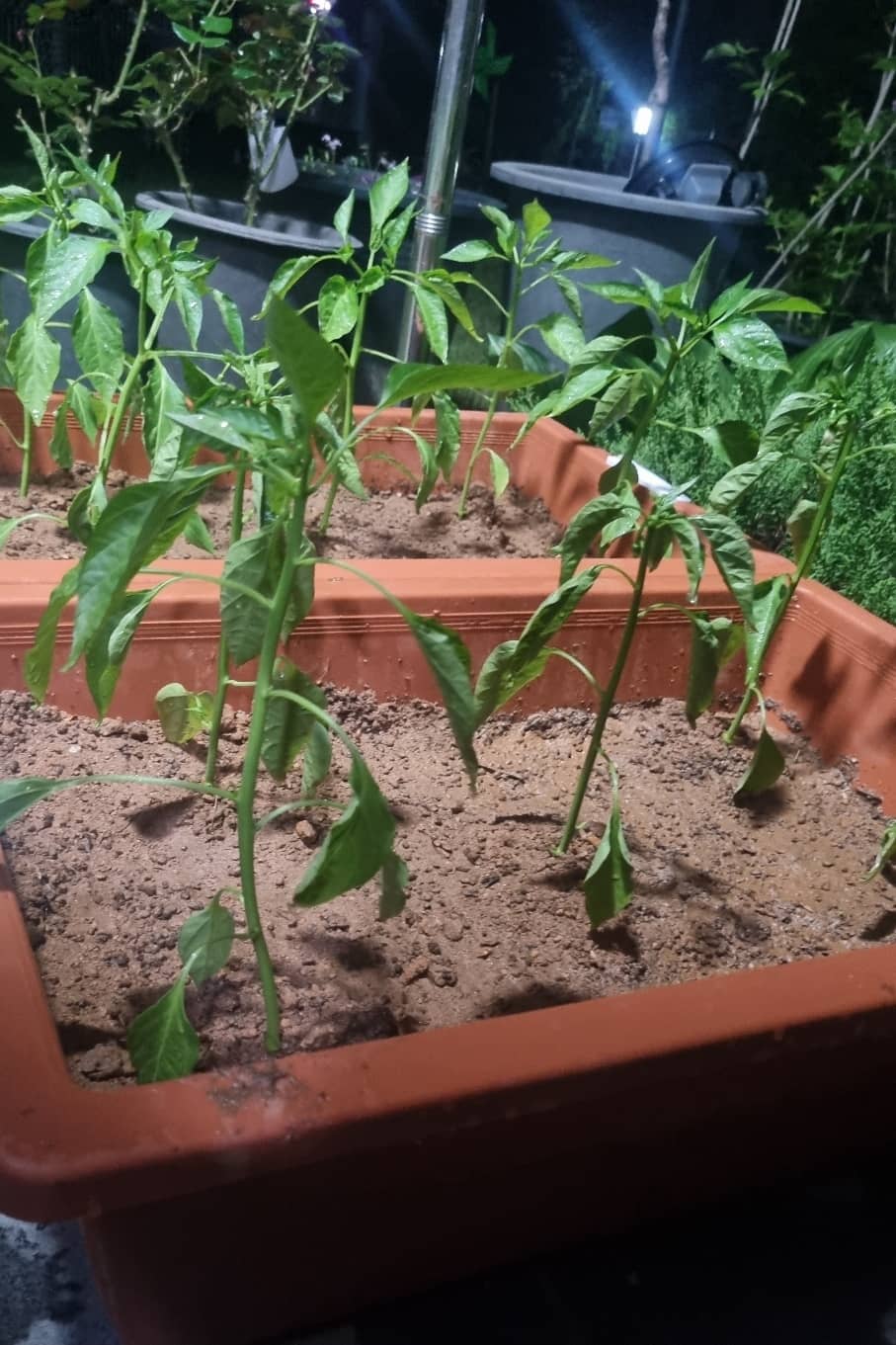 고추 모종, 언제 심어야 할까?