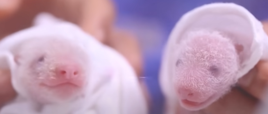 쌍둥이 루이바오, 후이바오