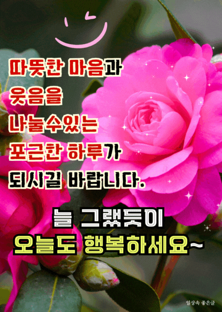 활짝 핀 분홍 장미 위에 행복한 인사말이 담긴 일요일 감성 이미지