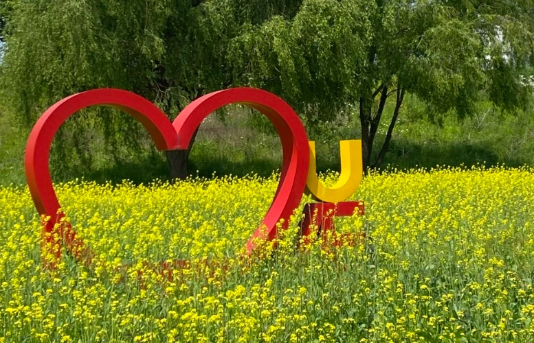 2024 창릉천 유채꽃 축제 