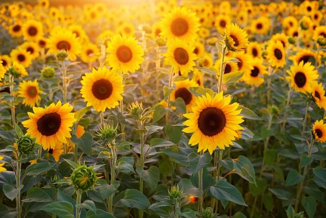 태백 해바라기 축제