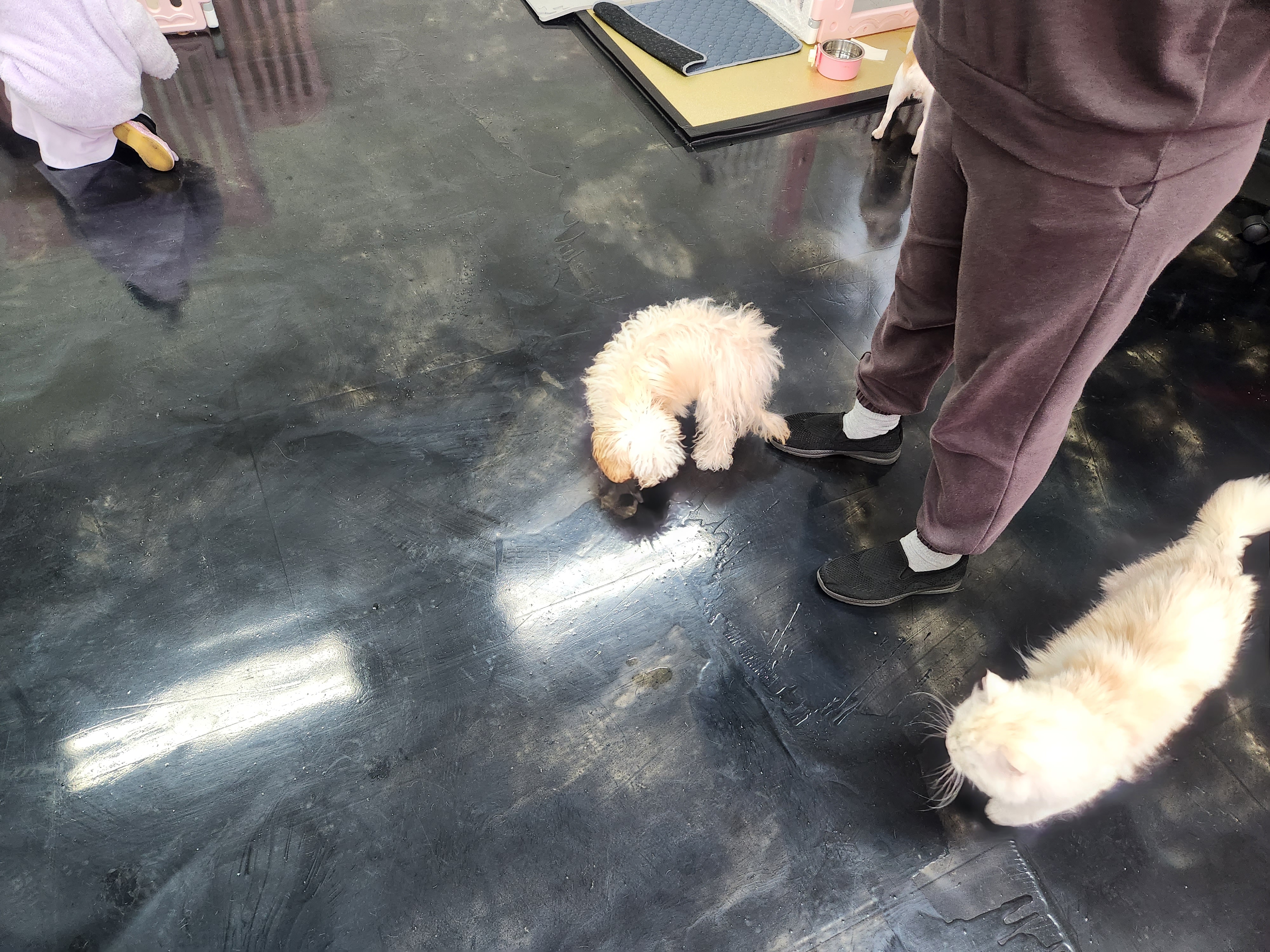 개편한집 도착한 나리