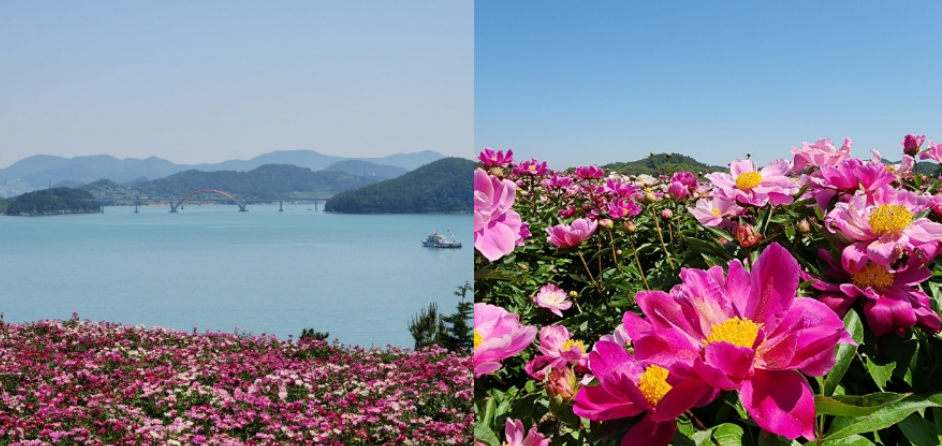 고흥 작약꽃밭 풍경 사진