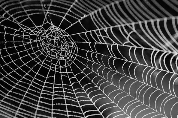 거미독과 인간 면역 시스템 간의 상호작용 연구