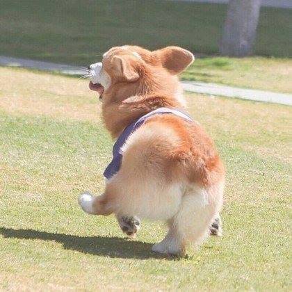 웰시코기 성격과 특징