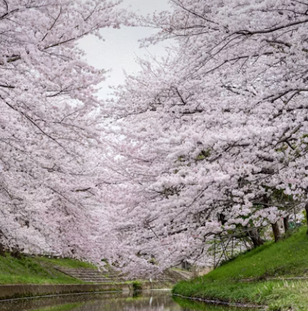 일본 벚꽃 여행 추천지