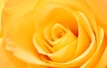 세종 베어트리파크 수목원 장미축제