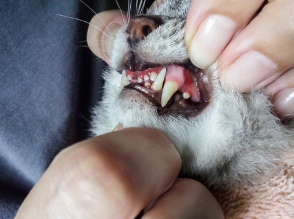 고양이의 잇몸.