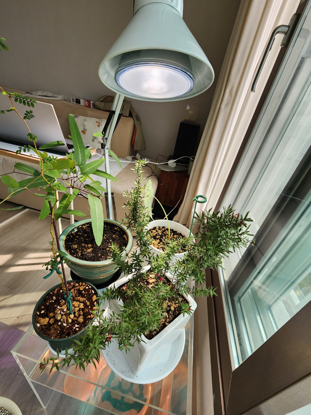 빛이 많이 필요한 식물은 식물등과 가까운곳에 배치