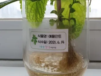 애플민트 재배 번식 빠름 물주기 요령 잎 수확_14