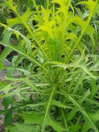 왕고들빼기 효능과 섭취시 주의사항 건강 정보_2