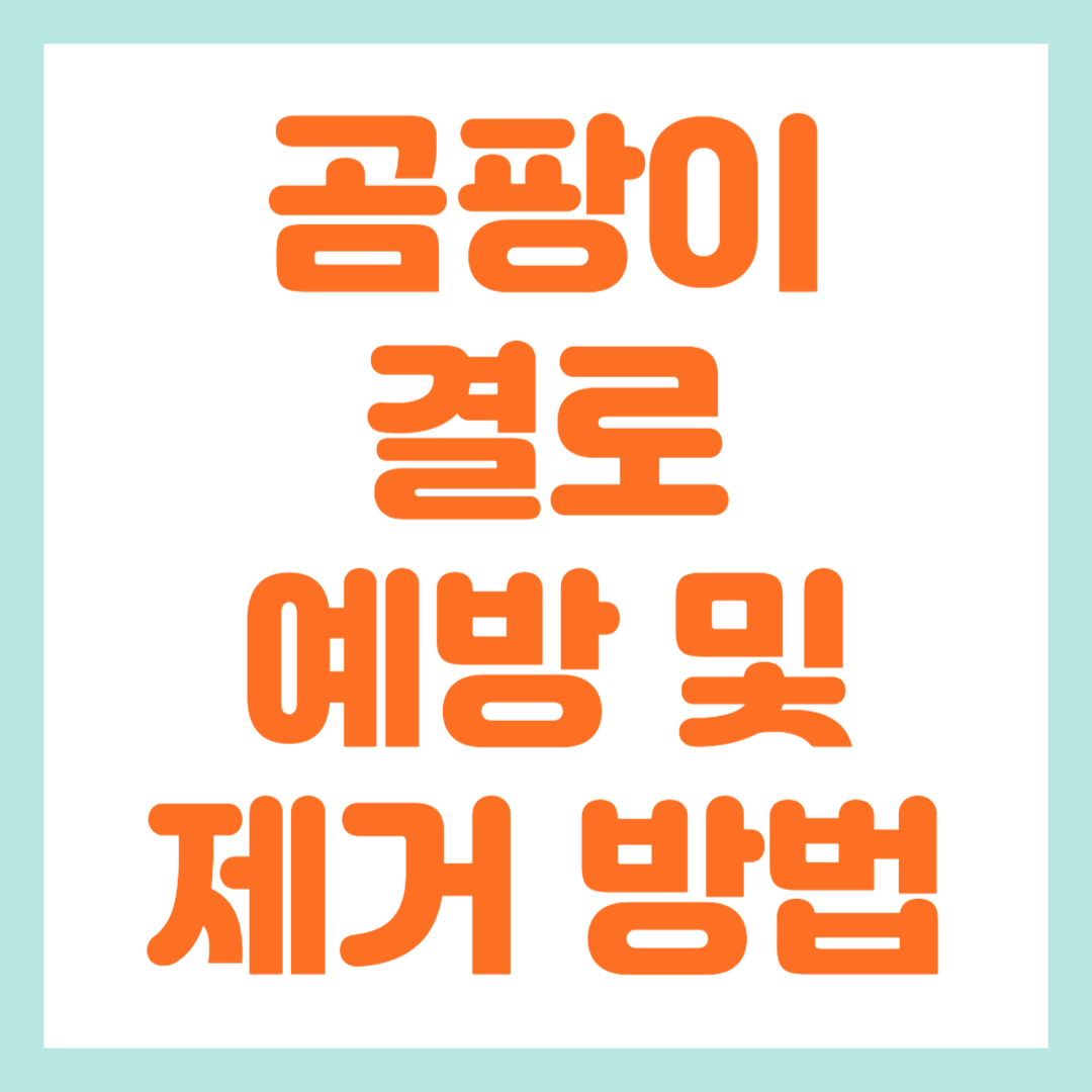 겨울철 곰팡이 예방 방법