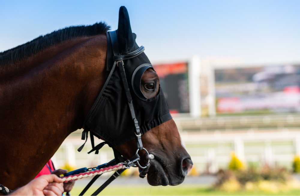 경주마-눈가리개