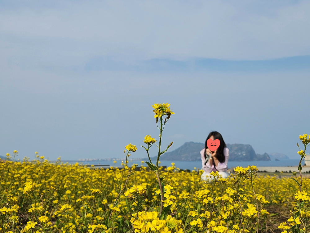 섭지코지 유채꽃