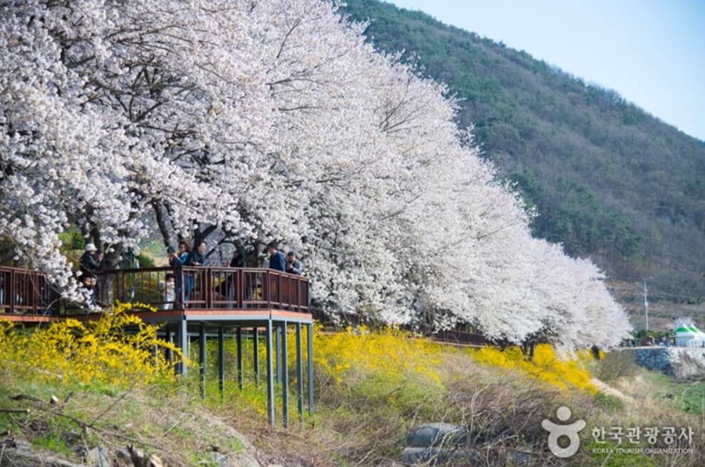 구례 섬진강 벚꽃길