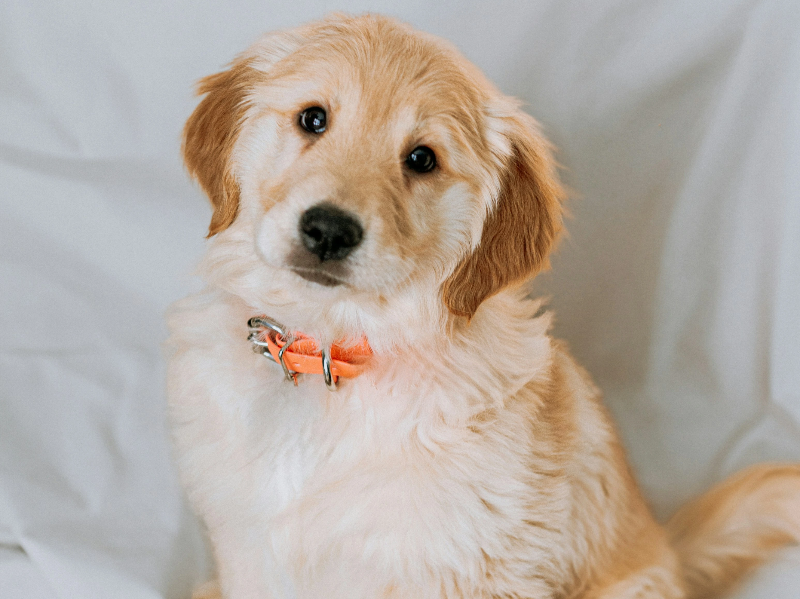 고개를 갸우뚱하고 있는 강아지